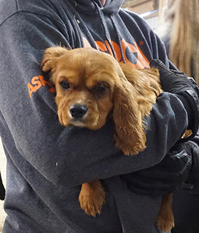 an ASPCA responder carrying a rescued dog