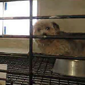 a small dog in a cage