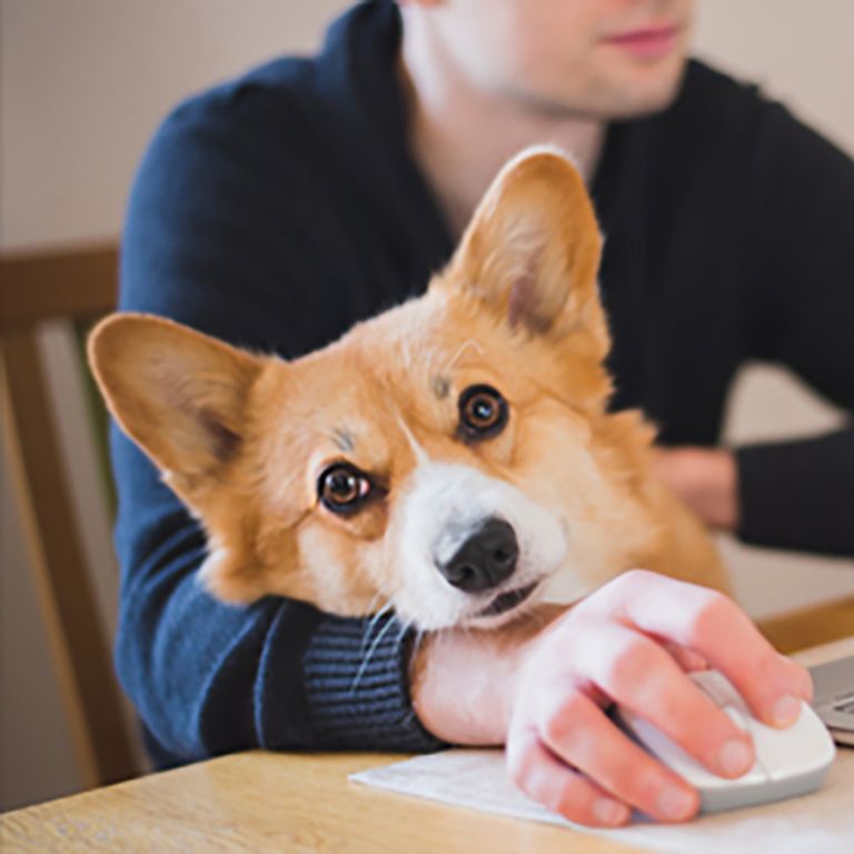 a corgie with a person at a computer