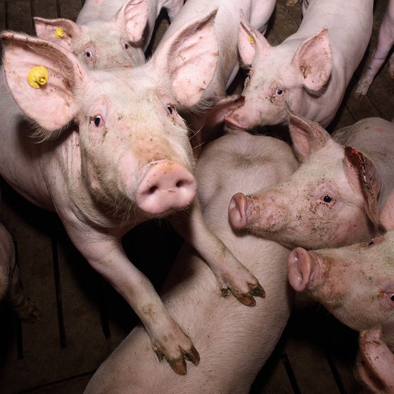 pigs in a crowded pigsty