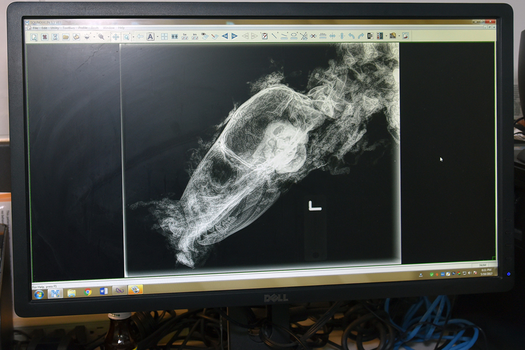 analyzing skeletal remains