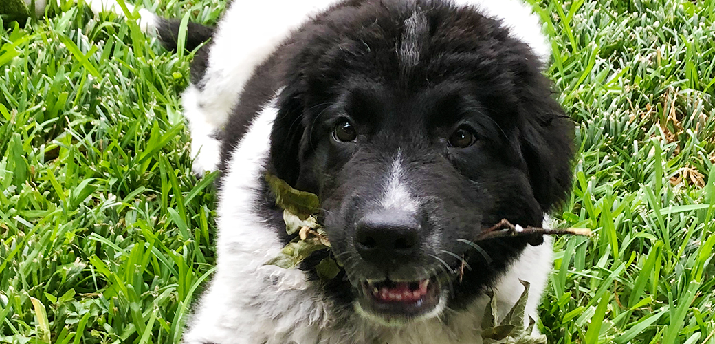 Puppy in grass