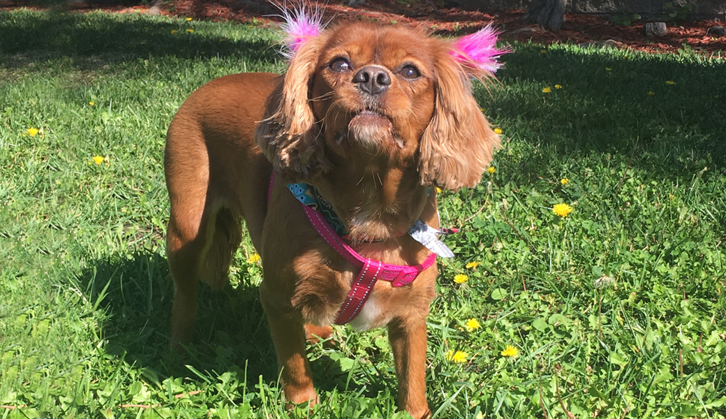 Cavalier King Charles Spaniel 