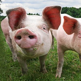 two pigs in a grassy field close to the camera