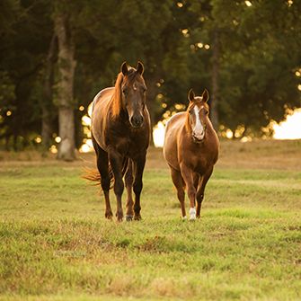 two horses in a field at sunset