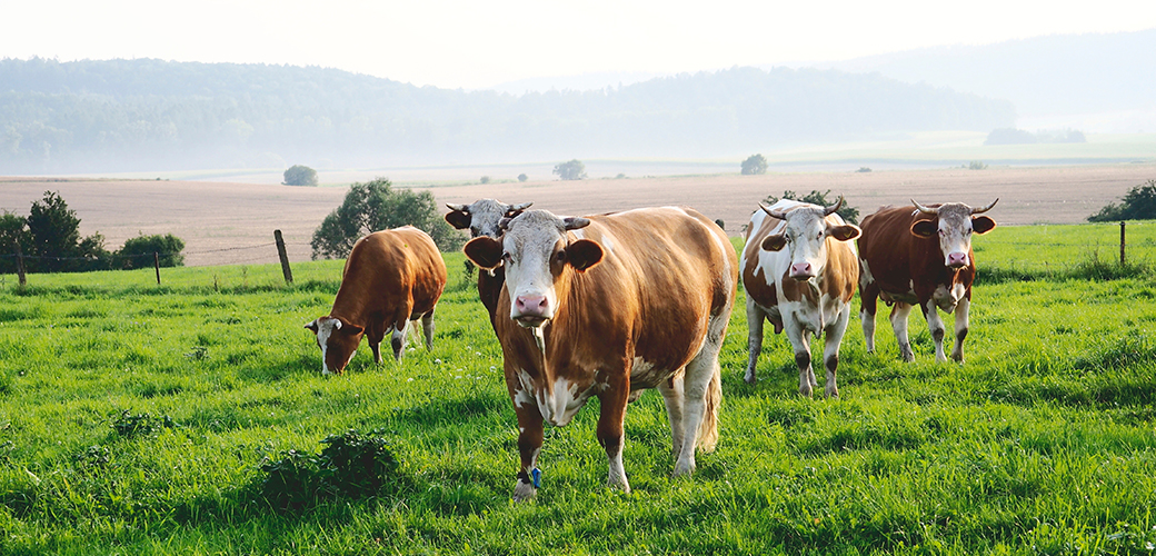 four cows in a green pasture with large hills in the background