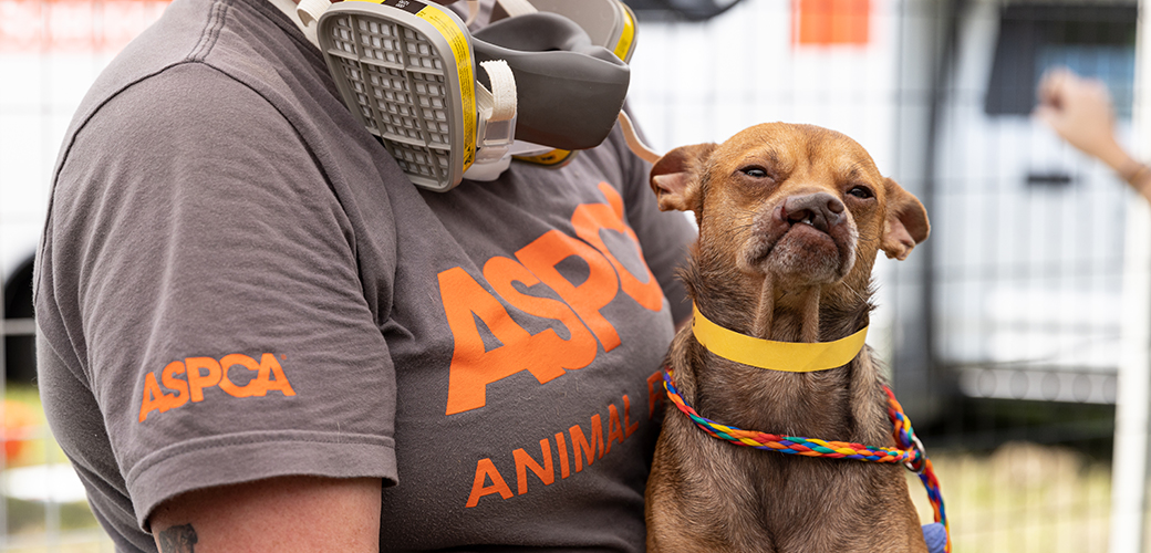 a dog being carried by an aspca responder