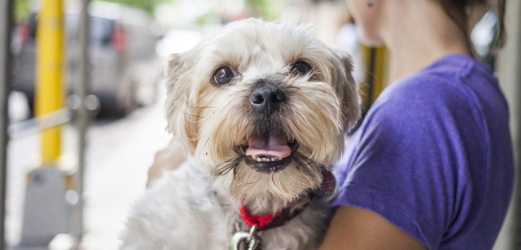 a white dog looking at the camera being held by a woman in purple t-shirt