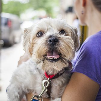 a white dog looking at the camera being held by a woman in purple t-shirt