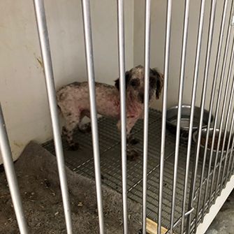 a small poorly groomed, unhealthy looking dog in a cage with a wire floor and dirty carpet