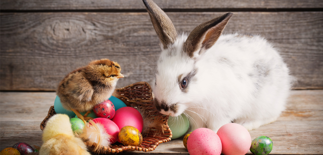 Bunny and chick on eggs