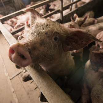 Pig on factory farm