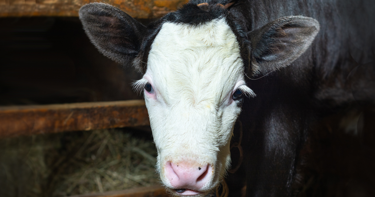 Black and white cow