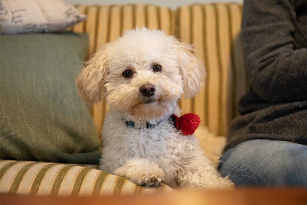 Dog on couch