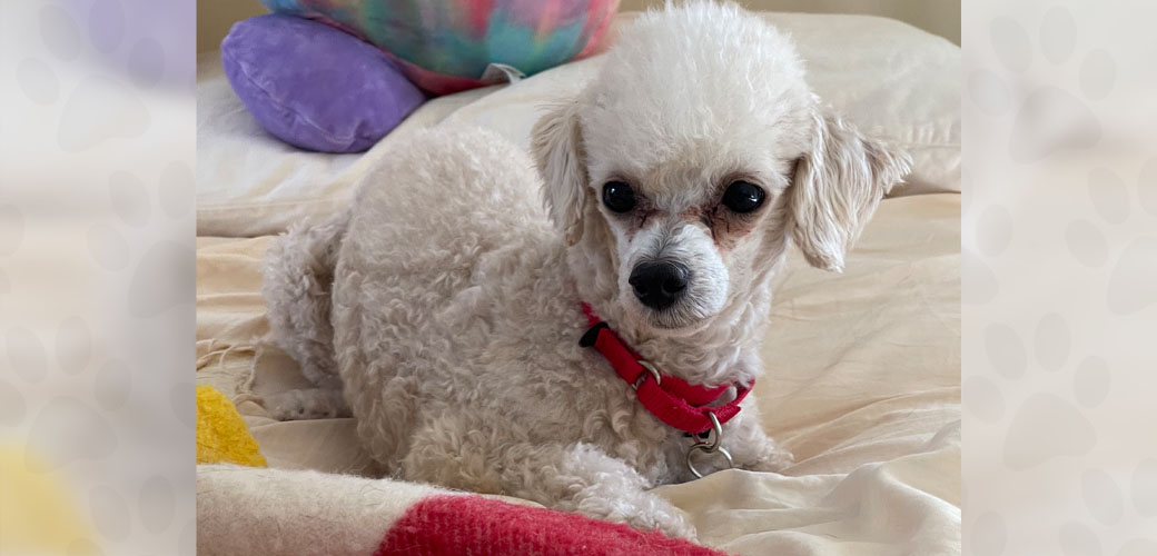 White dog on bed