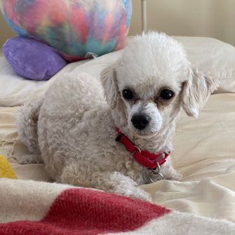 White dog in bed