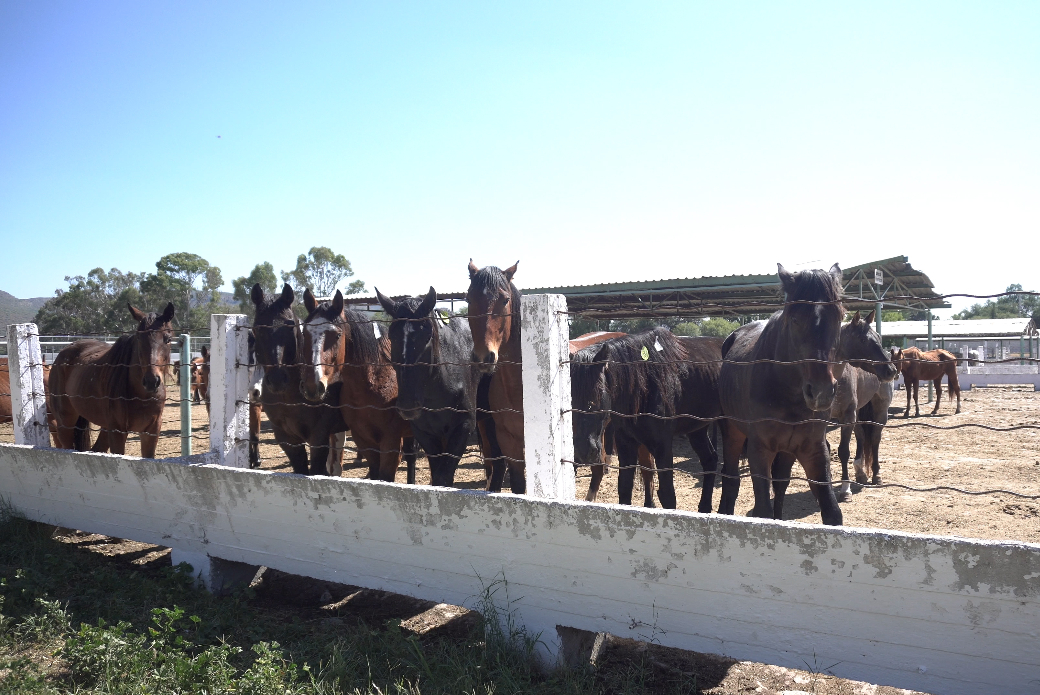 Horses at slaughterhouse