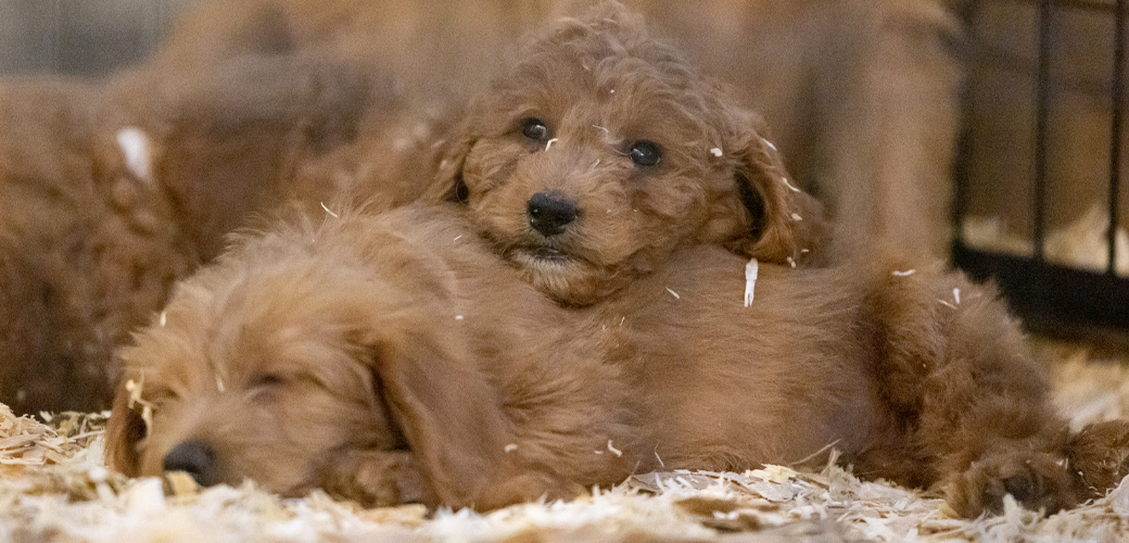 Puppy in cage