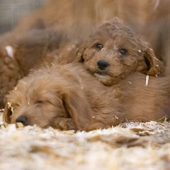 Puppies in cage