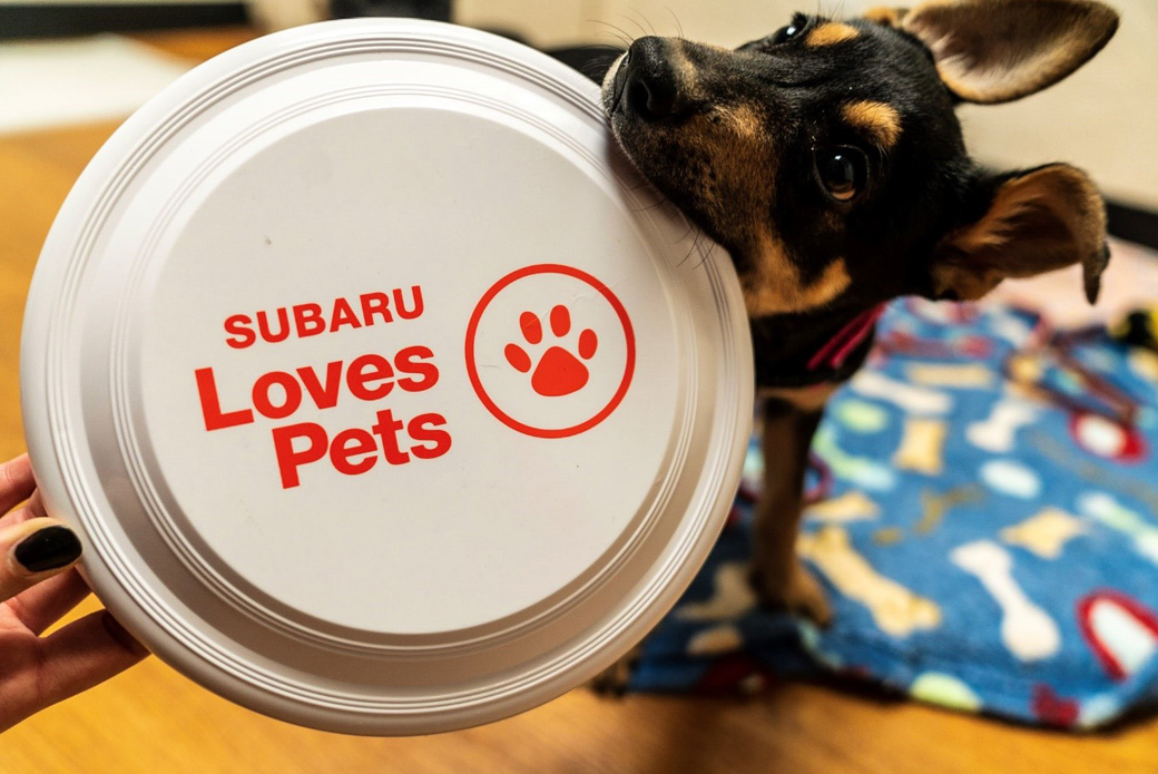 dog with a Subaru Loves Pets frisbee