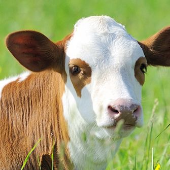 close up on a brown and white cow