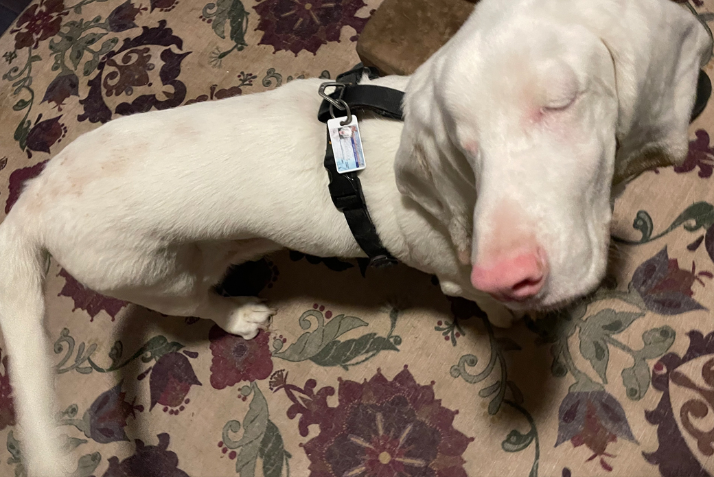 White and brown dog