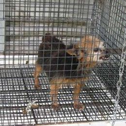 Puppy alone in cage