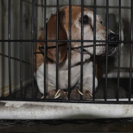 Dog laying down in cage