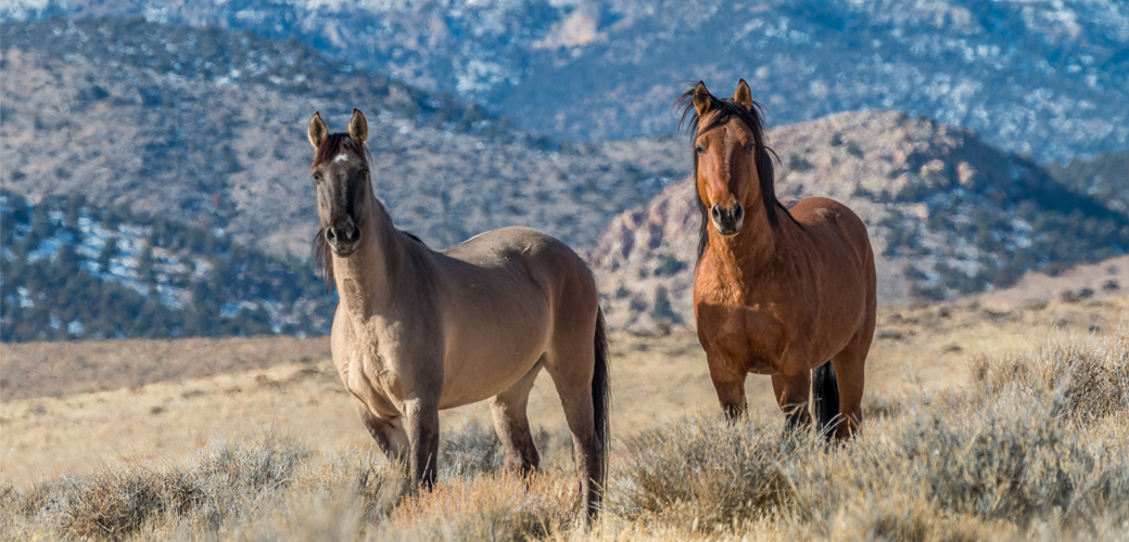 Wild horses