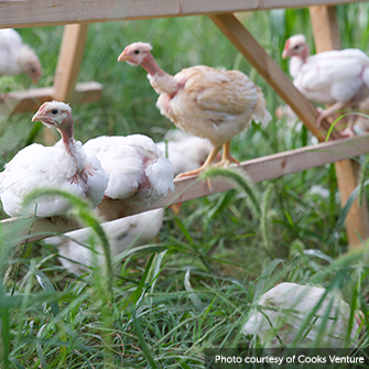 Chickens in a pasture