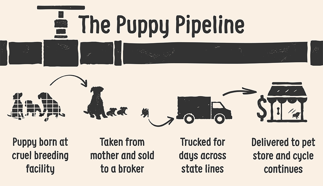 puppy pipeline