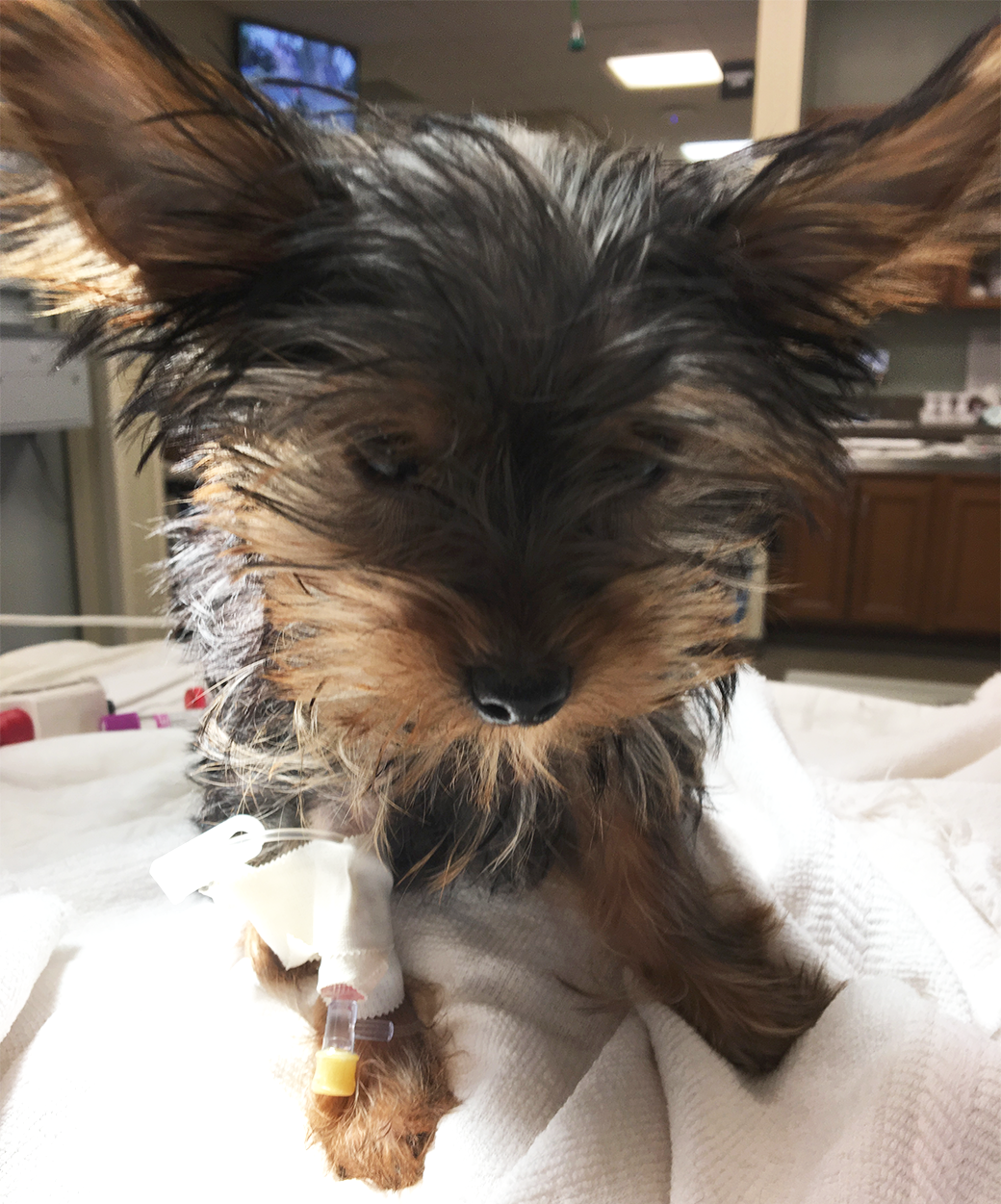 Yorkie in hospital