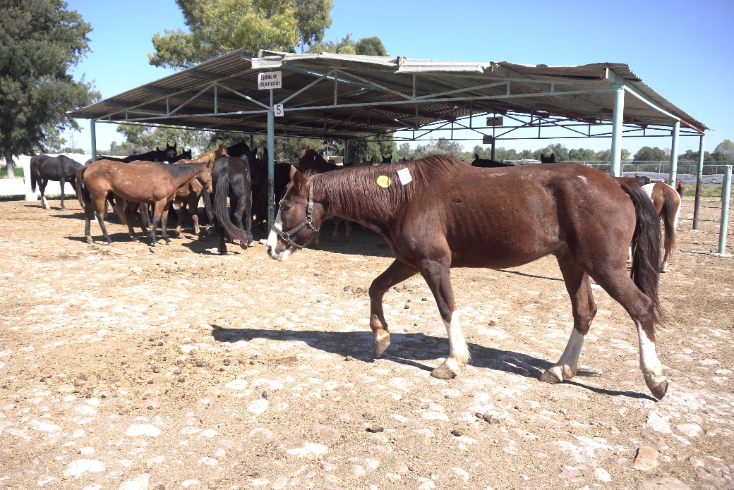 Horses at slaughterhouse